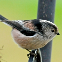 Long Tailed Tit